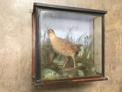 Lot 155 - Antique Taxidermy bird