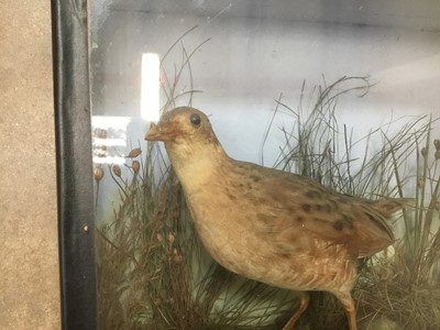 Lot 155 - Antique Taxidermy bird