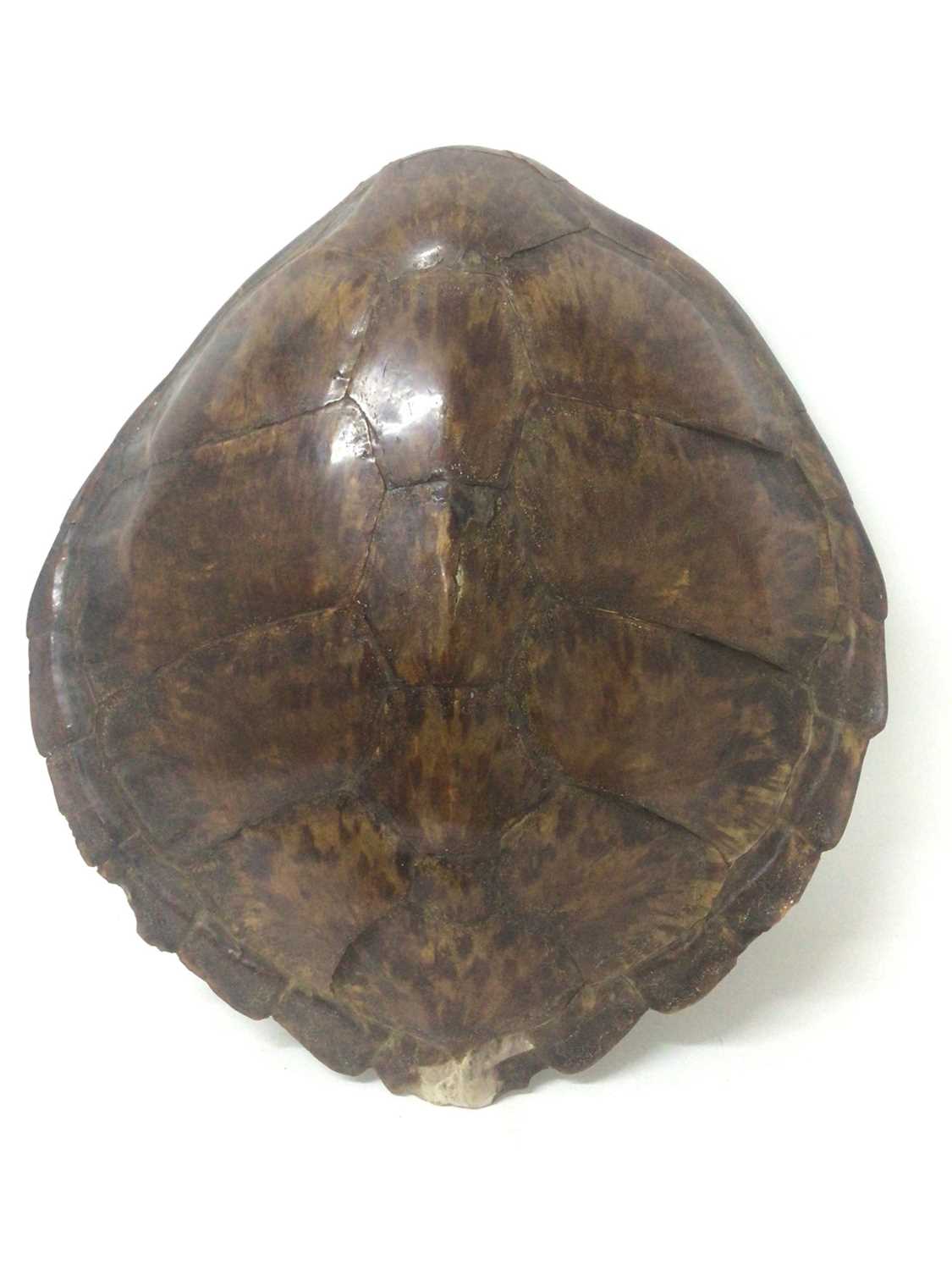 Lot 945 - Green Turtle shell (Chelonia mydas), circa