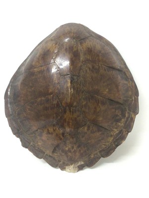 Lot 945 - Green Turtle shell (Chelonia mydas), circa 1940s. 62cm long x 58cm wide. Certificate No. 629542/01