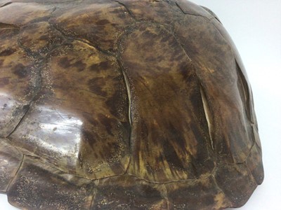 Lot 945 - Green Turtle shell (Chelonia mydas), circa 1940s. 62cm long x 58cm wide. Certificate No. 629542/01