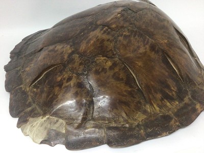 Lot 945 - Green Turtle shell (Chelonia mydas), circa 1940s. 62cm long x 58cm wide. Certificate No. 629542/01