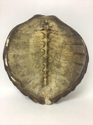 Lot 945 - Green Turtle shell (Chelonia mydas), circa 1940s. 62cm long x 58cm wide. Certificate No. 629542/01