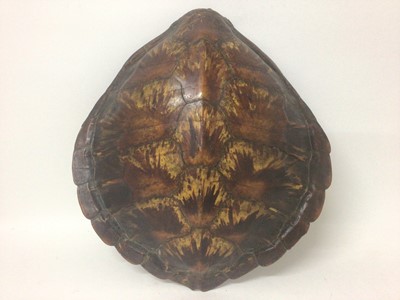 Lot 946 - Green Turtle shell (Chelonia mydas), circa 1940s. 48cm long x 46cm wide. Certificate No. 629542/02