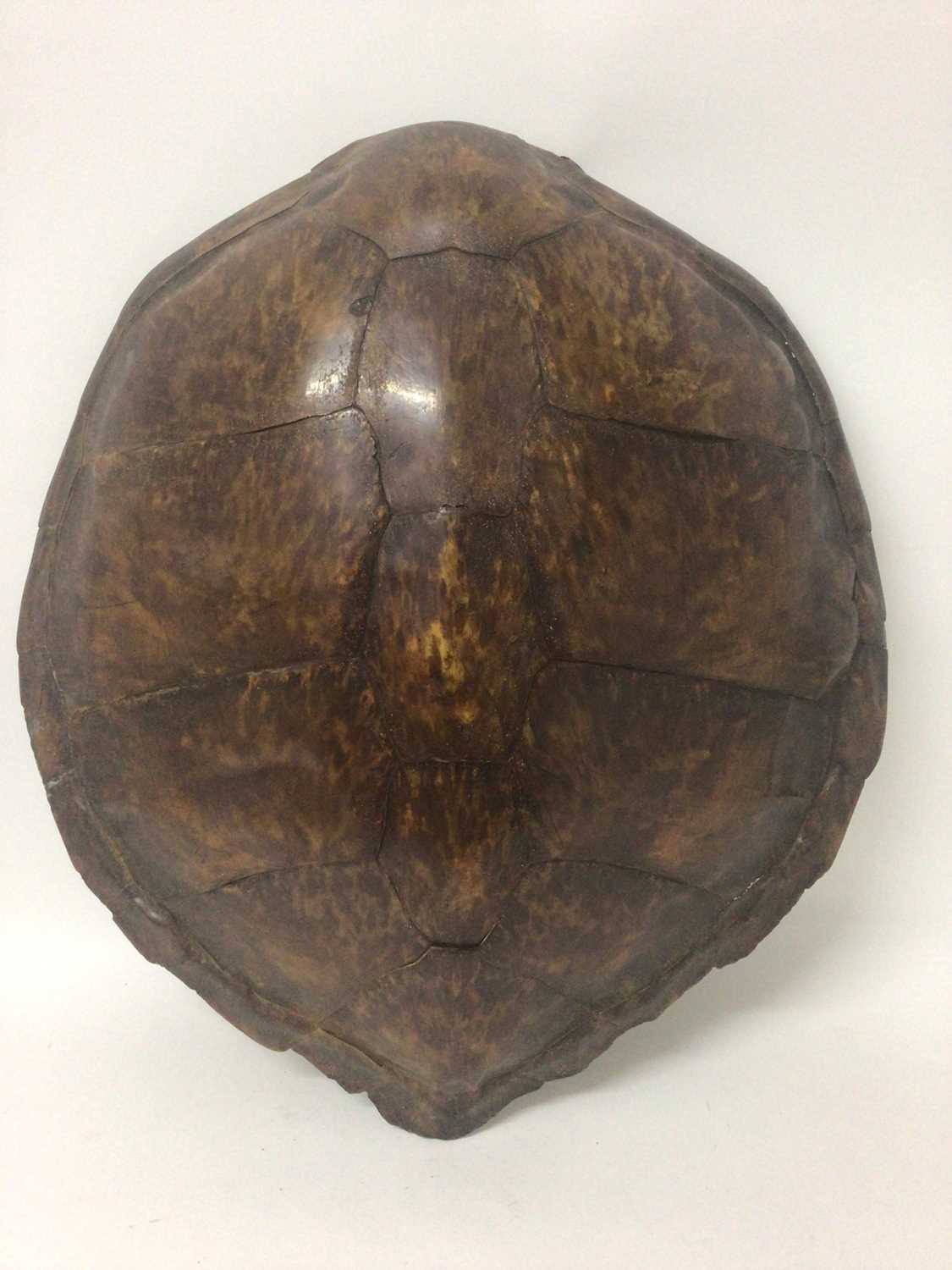 Lot 944 - Green Turtle shell (Chelonia mydas), circa