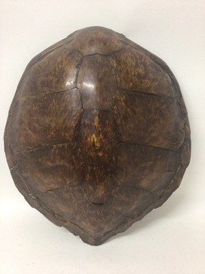 Lot 944 - Green Turtle shell (Chelonia mydas), circa 1940s. 69cm long x 61cm wide. Certificate No. 629542/03