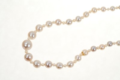 Lot 495 - Natural pearl necklace with a string of 201 graduated natural saltwalter pearls, the largest 6.6mm in width, the smallest 1.7mm in width, on a rose cut diamond barrel clasp. Accompanied by a Pearl...