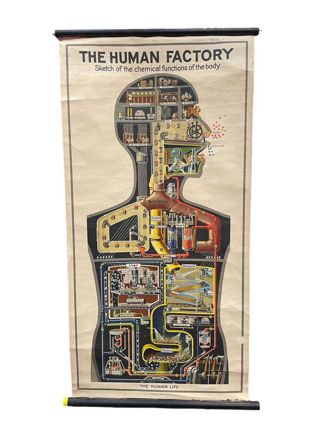 Lot 1572 - The Human Factory, Sketch of the Chemical Functions of the Body, printed in Germany