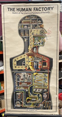 Lot 1572 - The Human Factory, Sketch of the Chemical Functions of the Body, printed in Germany