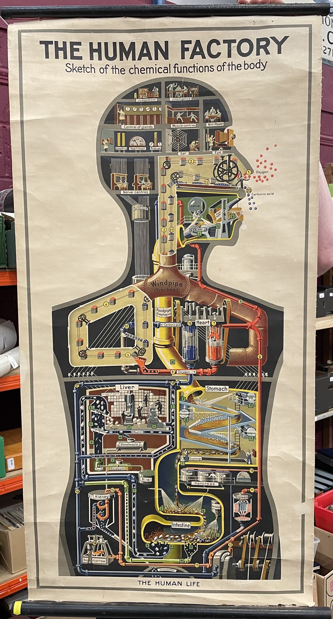 Lot 1572 - The Human Factory, Sketch of the Chemical
