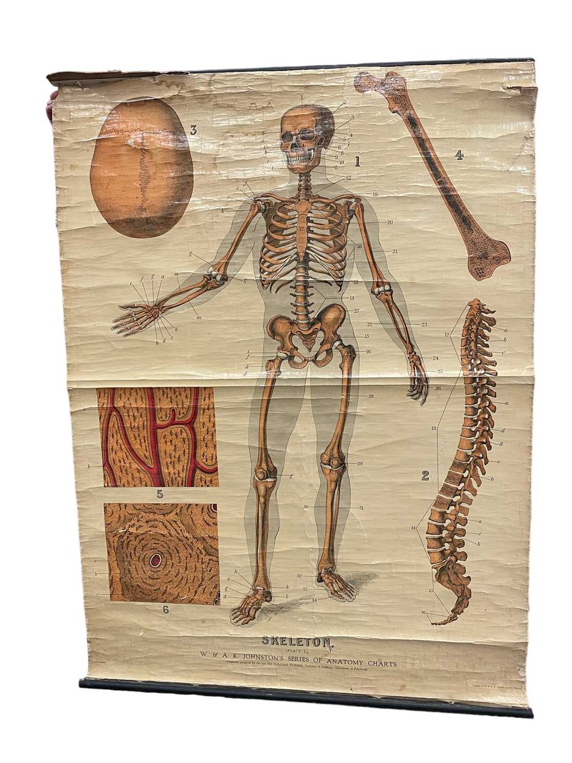 Lot 1573 - Anatomical chart