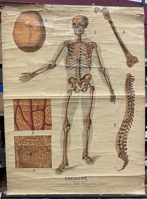 Lot 1573 - Anatomical chart