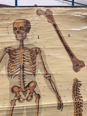 Lot 1573 - Anatomical chart