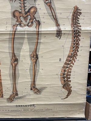 Lot 1573 - Anatomical chart