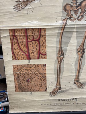 Lot 1573 - Anatomical chart