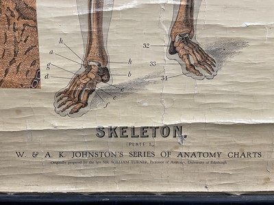 Lot 1573 - Anatomical chart