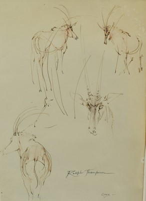 Lot 196 - Ralph Thompson (1913-2009) ink and wash - Oryx sketches, signed and inscribed, 35cm x 25cm, in glazed frame  
Provenance: The Wildlife Art Gallery, Lavenham