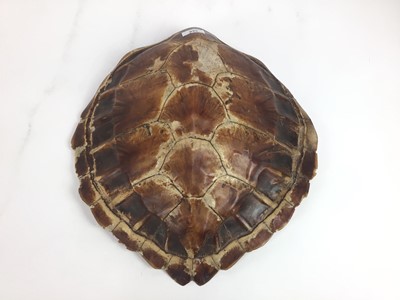 Lot 949 - Green Turtle shell (Chelonia mydas), circa 1940s. 41.5cm long x 39.5cm wide
