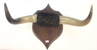 Lot 954 - Pair of vintage cow horns mounted on an oak shield