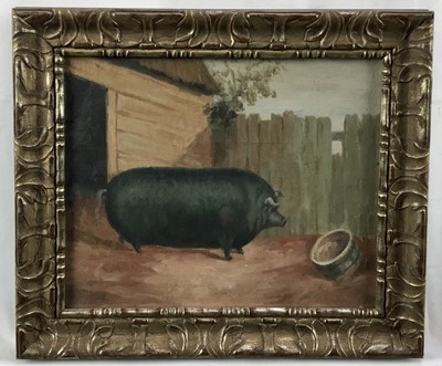Lot 136 - English School mid 20th century oil on canvas laid on board - A Prize Black Pig, 20cm x 25cm, in ornate frame