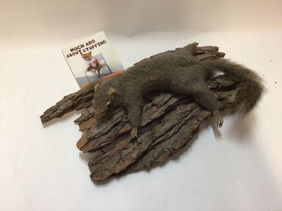 Lot 2496 - “Squirrel Rose”, taxidermy squirrel on wood. As illustrated in “Crap Taxidermy”, signed book included