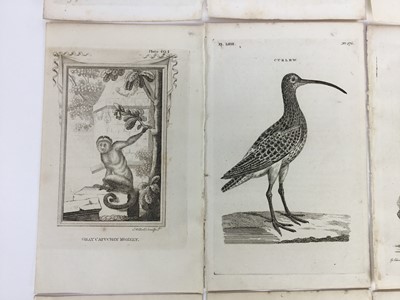 Lot 149 - De Buffon forty engravings from the 1812 edition of Natural History