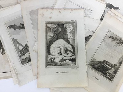 Lot 149 - De Buffon forty engravings from the 1812 edition of Natural History