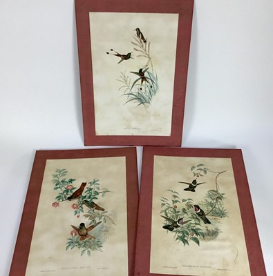 Lot 167 - Gould & Richter, three hand coloured lithographs of Humming Birds, published by Hullmandel & Walton, unframed mounted on board, 61cm x 43cm
