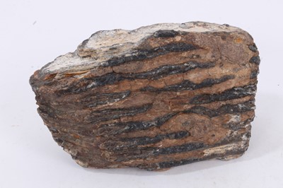 Lot 229 - Large mammoth tooth