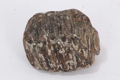 Lot 936 - Small mammoth tooth