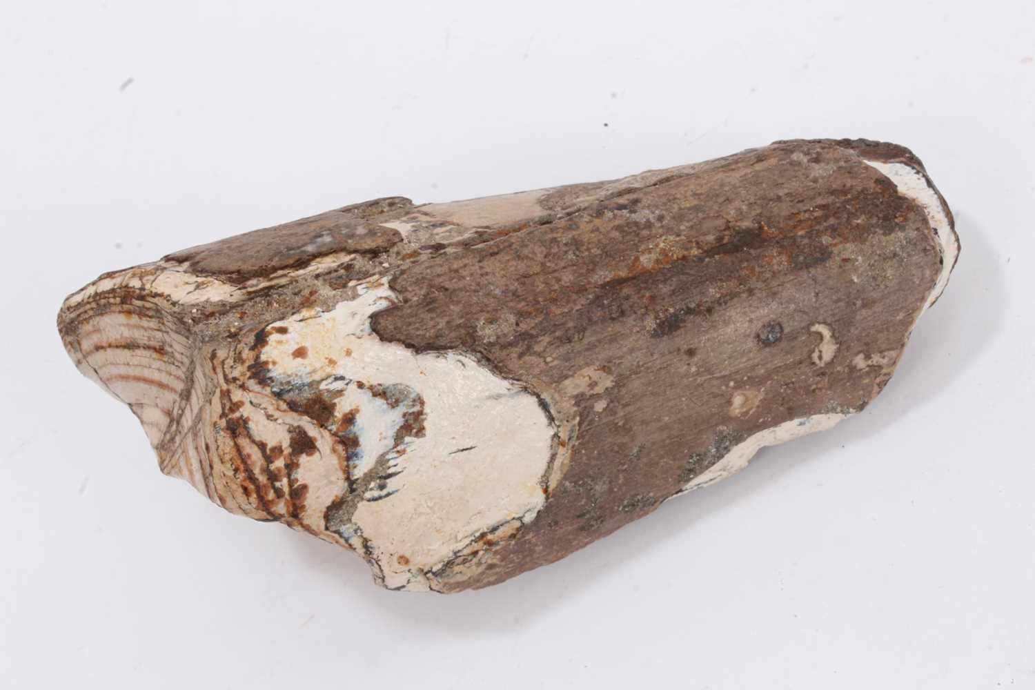 Lot 937 - Mammoth tusk section