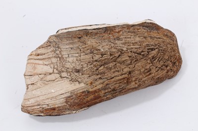 Lot 937 - Mammoth tusk section