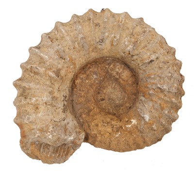 Lot 935 - Large ammonite fossil