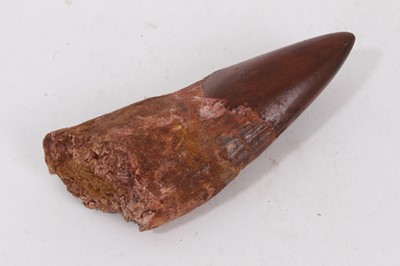 Lot 896 - Fossillised dinosaur tooth