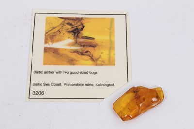 Lot 897 - Specimen of Baltic amber, housing two preserved bugs