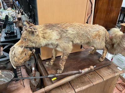 Lot 563 - Taxidermy- fox holding a dead bird on wooden base