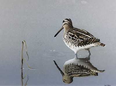 Lot 302 - Rex Flood, contemporary, gouache - Snipe, signed, 33cm x 45cm, in glazed gilt frame