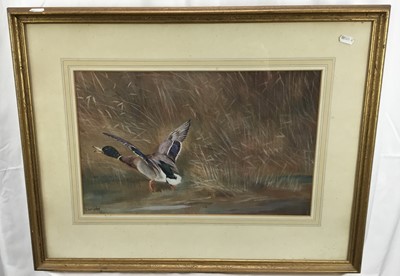 Lot 301 - T. Wrigley pastel in glazed gilt frame 'Flying duck' together with a watercolour of flying ducks (2)