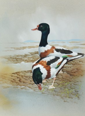 Lot 1301 - *David Kerr (b.1951) watercolour - pair of Goosanders on the shore, signed, 46cm x 34cm, in glazed maple veneered frame