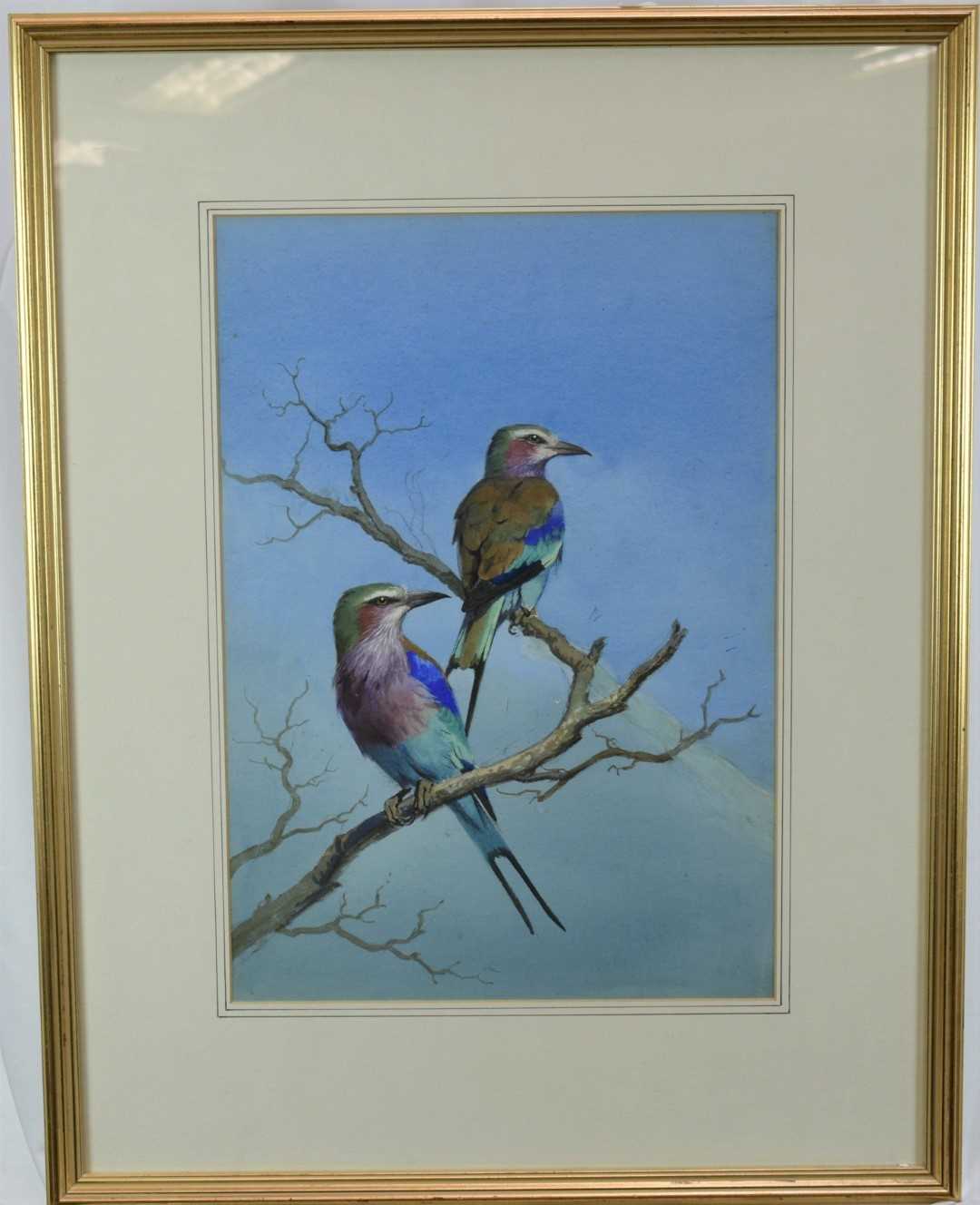 Lot 1329 - Attributed to J. C. Harrison (1898-1985) watercolour - Lilac-Breasted Rollers, 47cm x 33cm, mounted in glazed frame