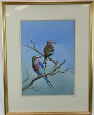 Lot 1329 - Attributed to J. C. Harrison (1898-1985) watercolour - Lilac-Breasted Rollers, 47cm x 33cm, mounted in glazed frame