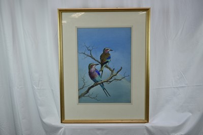 Lot 1329 - Attributed to J. C. Harrison (1898-1985) watercolour - Lilac-Breasted Rollers, 47cm x 33cm, mounted in glazed frame