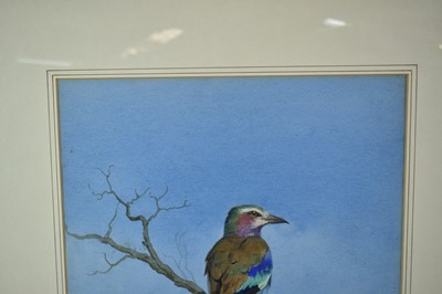 Lot 1329 - Attributed to J. C. Harrison (1898-1985) watercolour - Lilac-Breasted Rollers, 47cm x 33cm, mounted in glazed frame