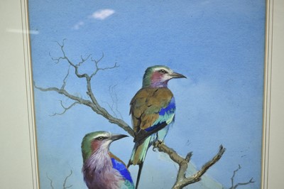 Lot 1329 - Attributed to J. C. Harrison (1898-1985) watercolour - Lilac-Breasted Rollers, 47cm x 33cm, mounted in glazed frame