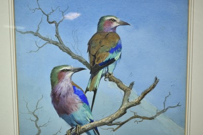 Lot 1329 - Attributed to J. C. Harrison (1898-1985) watercolour - Lilac-Breasted Rollers, 47cm x 33cm, mounted in glazed frame