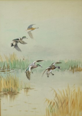 Lot 1330 - Roland Green (1890-1972) watercolour - Widgeon in Flight, 36cm x 26cm, mounted in glazed frame