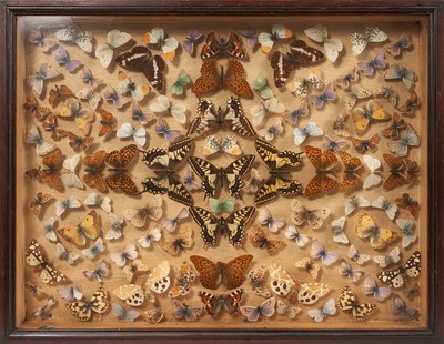 Lot 875 - Early 20th century glazed box frame housing a display of British butterflies