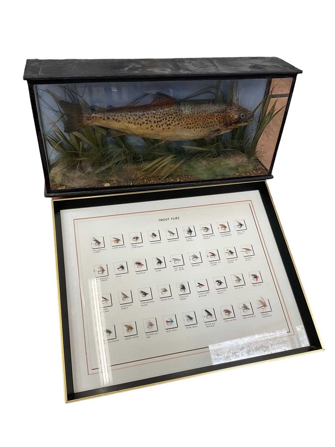 Lot 2420 - Early 20th century taxidermy Trout in glazed case, together with a cased display of Trout flies