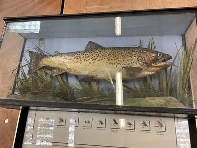 Lot 2420 - Early 20th century taxidermy Trout in glazed case, together with a cased display of Trout flies