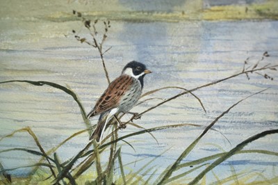 Lot 797 - *John Cyril Harrison (1898-1985) watercolour - Reed Bunting on the Test, signed, 55cm x 76cm, in glazed frame  
Provenance: The Wildlife Art Gallery, Lavenham